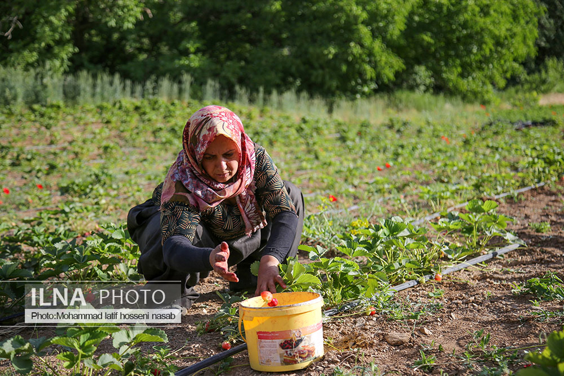 برداشت توت فرنگی در کردستان/ گزارش تصویری