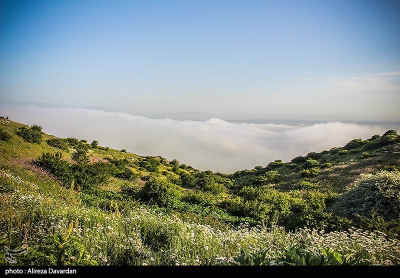 گل‌های بابونه در فندقلو «نمین»/ گزارش تصویری