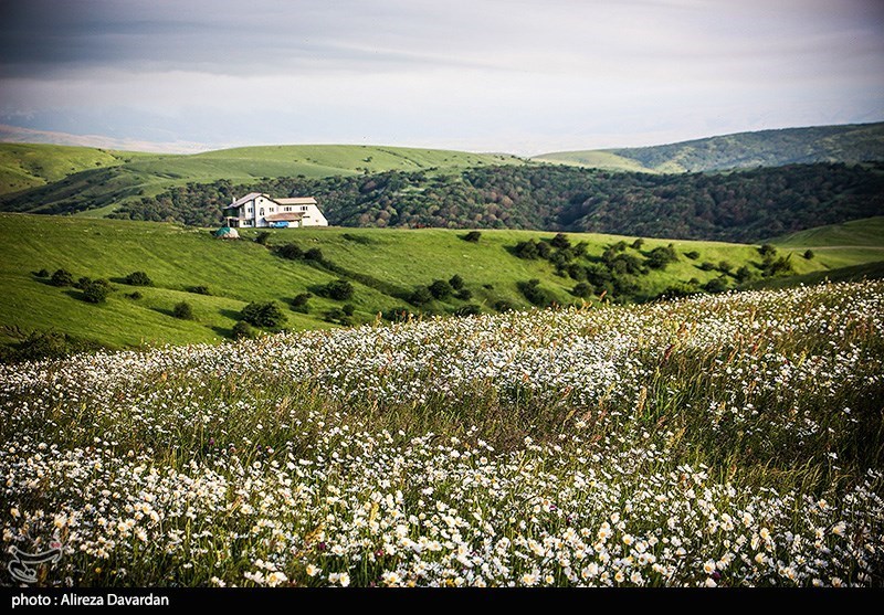 گل‌های بابونه در فندقلو «نمین»/ گزارش تصویری
