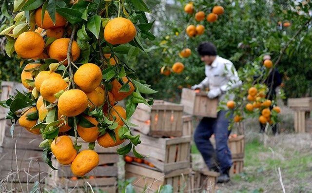 مرکبات ارزان روی دست باغداران مازندرانی