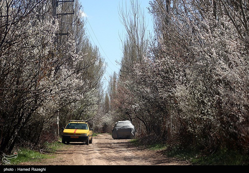 طبیعت بهاری ابهر/ گزارش تصویری