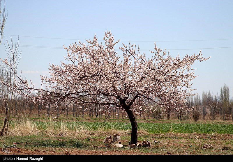 طبیعت بهاری ابهر/ گزارش تصویری