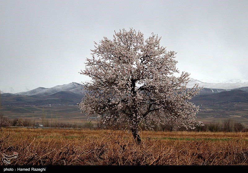 طبیعت بهاری ابهر/ گزارش تصویری
