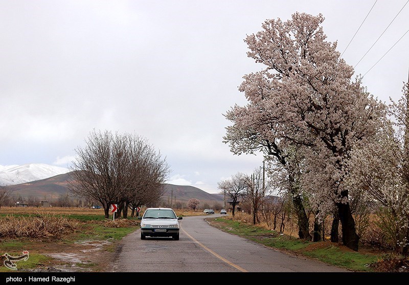 طبیعت بهاری ابهر/ گزارش تصویری