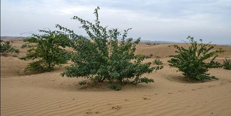 نابودی پوشش گیاهی در نتیجه استفاده از مالچ‌های نفتی