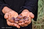 بیش از ۶۰۰ هکتار زمین در اهواز به نخیلات اختصاص داده شد/هر هکتار نخیلات در اهواز ۸ تن خرما تولید می‌کند