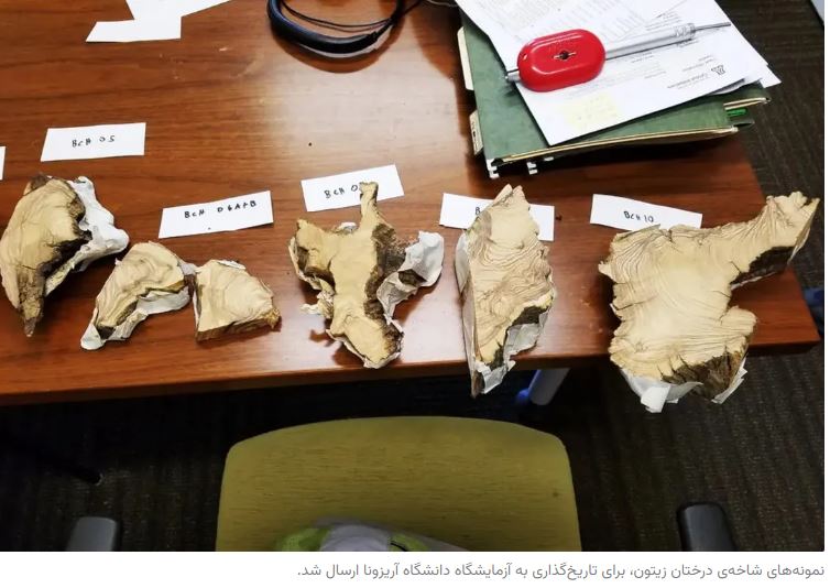 قدیمی‌ترین درخت زیتون جهان کشف شد