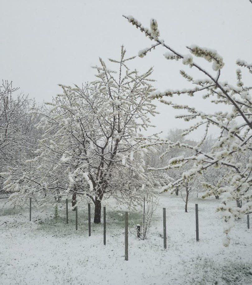 اولین برف بهاری در کجور