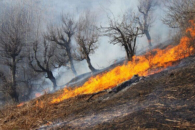 عاملان آتش‌سوزی در جنگل‌های کرخه شناسایی شد