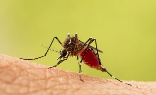این بیماری‌ها از پشه به انسان منتقل می‌شوند