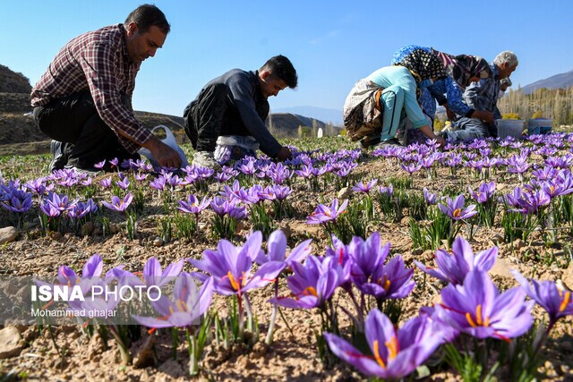 پیش‌بینی تولید ۲ هزار تن گل زعفران در فاروج