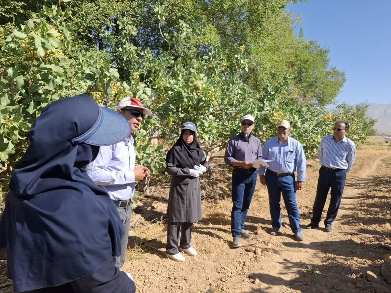 برداشت ۳۰۰ هزار تن پسته در کشور