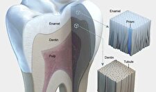 چرا دندان‌ها از استخوان‌ها سخت‌ترند؟