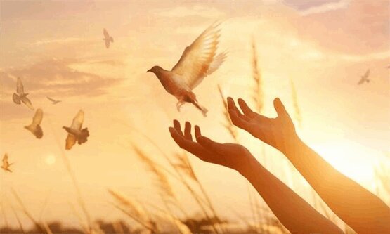 آزادی ۲۶۴ زندانی غیرعمد یزدی آزادی ۲۶۴ زندانی غیرعمد یزدی