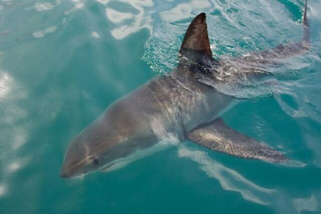 طبخ غذا با کوسه‌ماهی و سفره‌ماهی ممنوع!