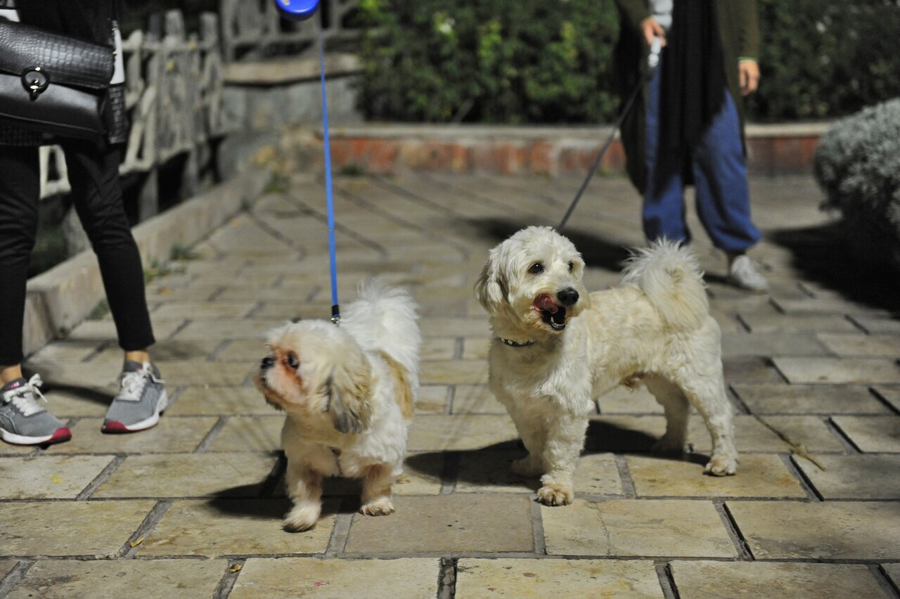 طرح ویژه برخورد با سگگردانی در اصفهان! طرح ویژه برخورد با سگگردانی در اصفهان!