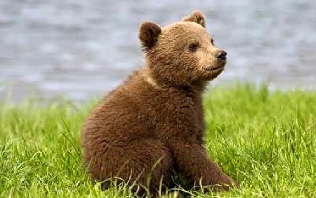 توله خرس پارک پردیسان کجاست؟