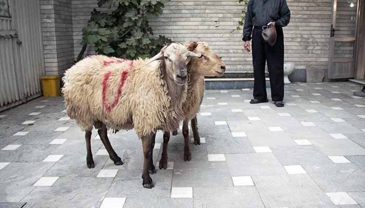 هشدار درباره ذبح غیر بهداشتی دام در عید قربان هشدار درباره ذبح غیر بهداشتی دام در عید قربان