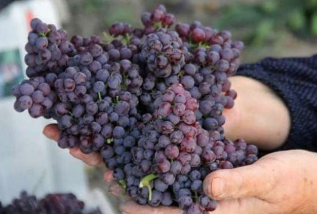 گرانی عجیب میوهها؛ انگور ۳۰۰ هزار تومان/ توت فرنگی ۲۴۵ گرانی عجیب میوهها؛ انگور ۳۰۰ هزار تومان/ توت فرنگی ۲۴۵