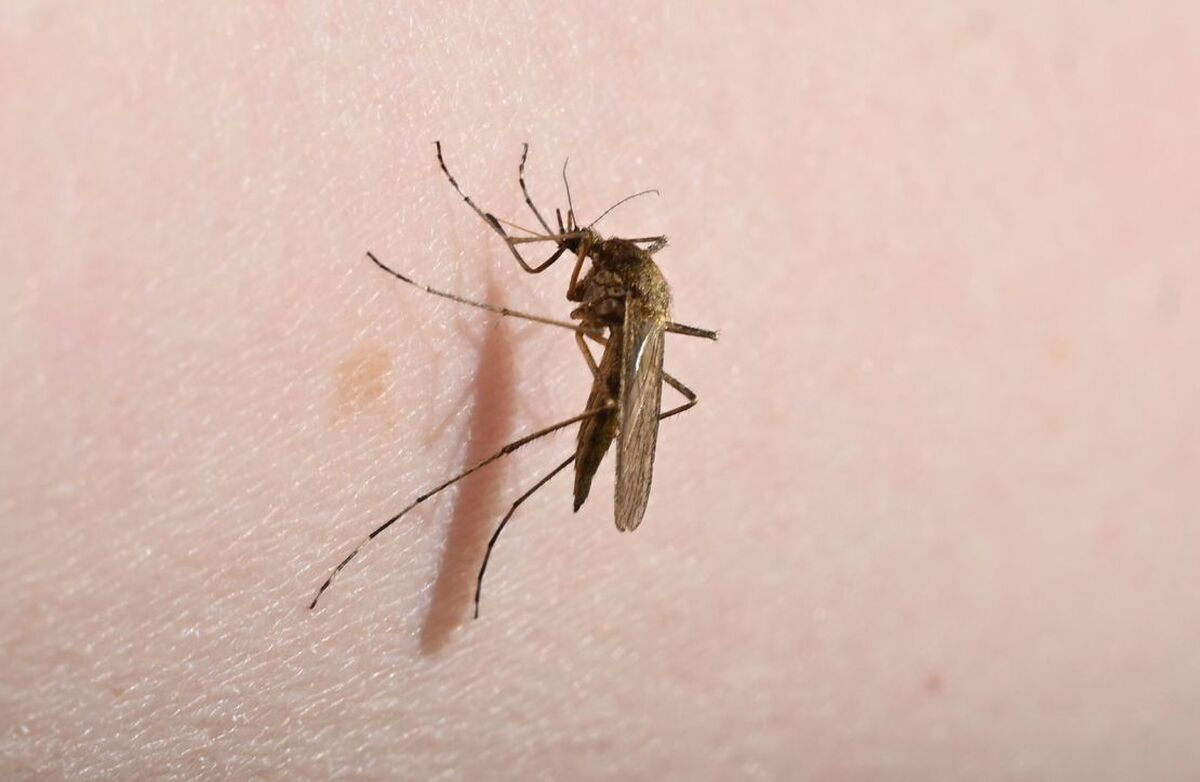 پشه «آئدس» در مازندران صید شد