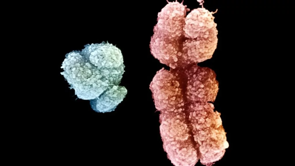 چرا قد مردان از زنان بلندتر است؟