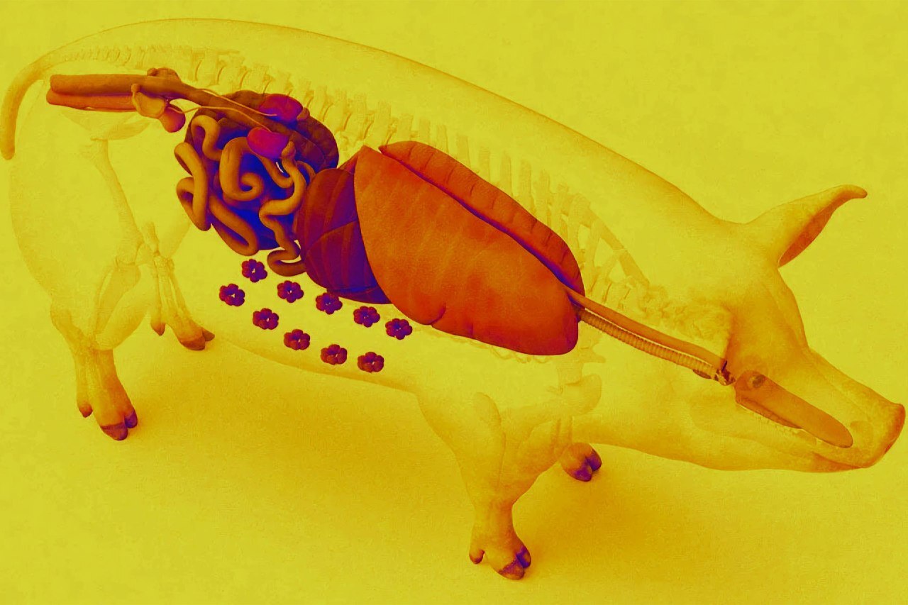 پیوند ریه خوک به انسان توسط جراحان چینی پیوند ریه خوک به انسان توسط جراحان چینی