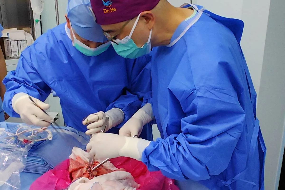 پیوند ریه خوک به انسان توسط جراحان چینی پیوند ریه خوک به انسان توسط جراحان چینی