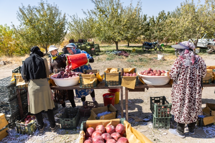 هشدار به کشاورزان آذربایجانغربی؛ محصولات را سریعتر برداشت کنید هشدار به کشاورزان آذربایجانغربی؛ محصولات را سریعتر برداشت کنید