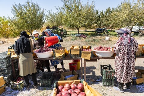 هشدار به کشاورزان آذربایجان‌غربی؛ محصولات را سریع‌تر برداشت کنید