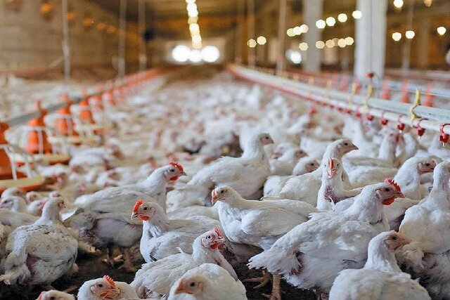 هشدار درباره افزایش قیمت مرغ