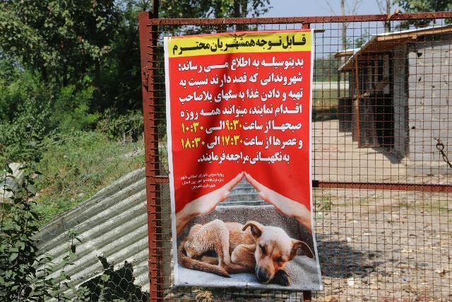 گزارش مستند از وضعیت سگ‌های بدون صاحب در لاهیجان