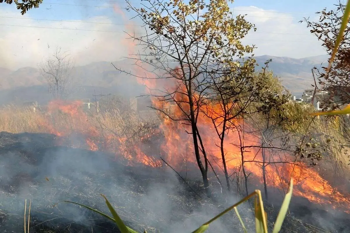 بحران در جنگلها؛ ۴۶ هزار هکتار اراضی ملی در آتش سوخت بحران در جنگلها؛ ۴۶ هزار هکتار اراضی ملی در آتش سوخت