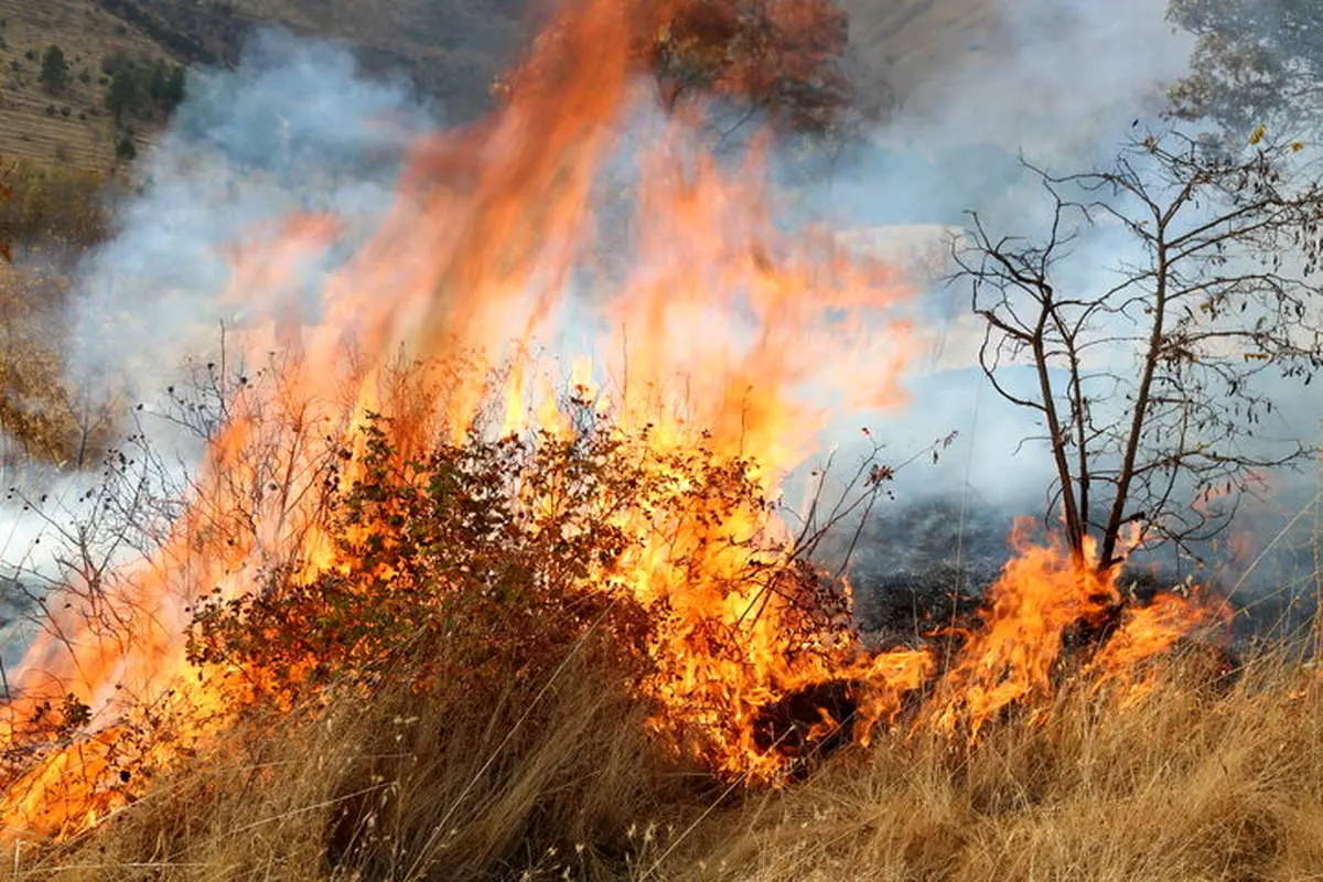 شکارچیان غیرمجاز «الیت» را آتش زدند شکارچیان غیرمجاز «الیت» را آتش زدند
