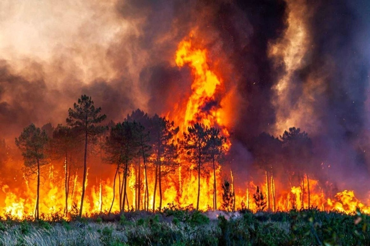 موج آتشسوزی جنگلهای هیرکانی عادی نیست/ ردپای ریزپرنده یا پهپاد؟ موج آتشسوزی جنگلهای هیرکانی عادی نیست/ ردپای ریزپرنده یا پهپاد؟