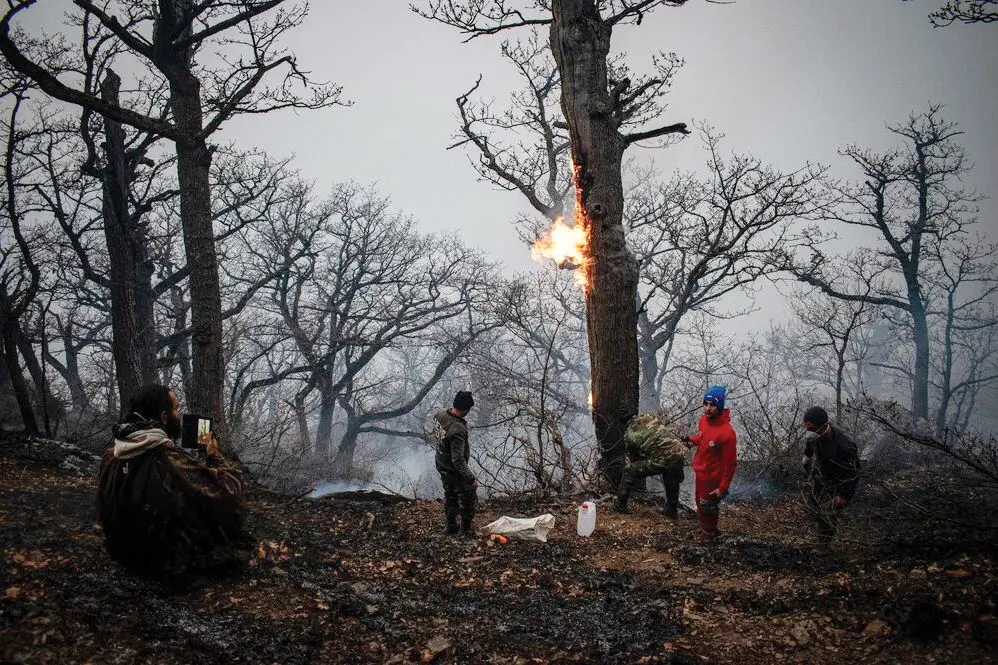 هشدار کمآبی در شمال کشور/ بسیاری از درختان الیت جان سالم بهدر بردند هشدار کمآبی در شمال کشور/ بسیاری از درختان الیت جان سالم بهدر بردند