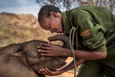 مراقبت از یک فیل در پناهگاه بومی شمال کنیا