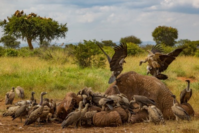 جن گویتون روابط میان کرکس‌ها و کفتارها را در پارک ملی Gorongoza موزامبیک بررسی می کند. تصویر فوق هجوم کرکس روپل و کرکس پشت‌سفید آفریقایی را برای خوردن جسد یک فیل در شهرستان لایکیپیا کنیا نشان می دهد که همزیستی‌شان باعث شده تا لاشه حیوانات به سرعت از منظره طبیعت پاک شود.