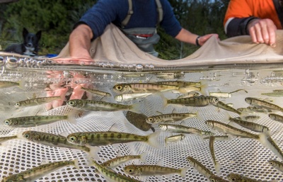سازمان های زیادی وجود دارند که به حفاظت از ماهی آزاد وحشی یا سالمون می‌پردازند. در ایالت واشنگتن پروژه های تحقیقاتی در این خصوص در رودخانه‌ها، دریاچه‌ها و زیستگاه‌های نزدیک ساحل انجام می‌شود که با توسعه و اجرای استراتژی‌های بازسازی موثر بر حفاظت از گونه‌های ماهی بومی و زیستگاه‌های آنها تمرکز دارد.
